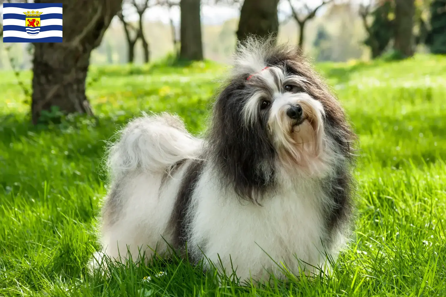 Read more about the article Havanese breeders and puppies in Zeeland