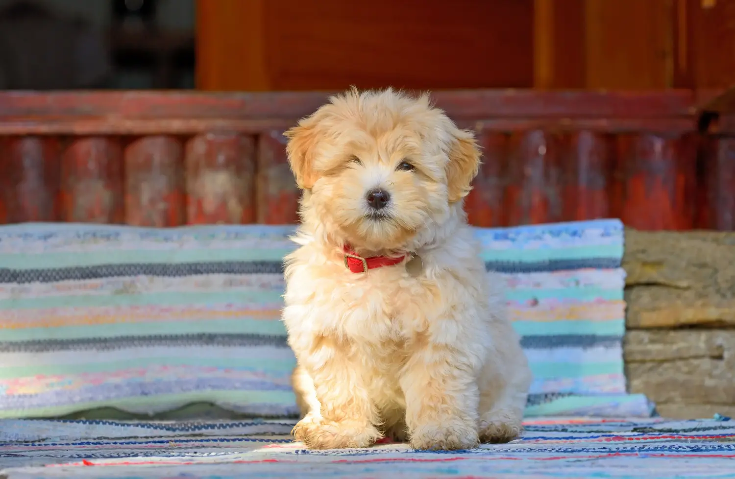 Buying a Havanese puppy means taking responsibility! Buy Havanese puppies.