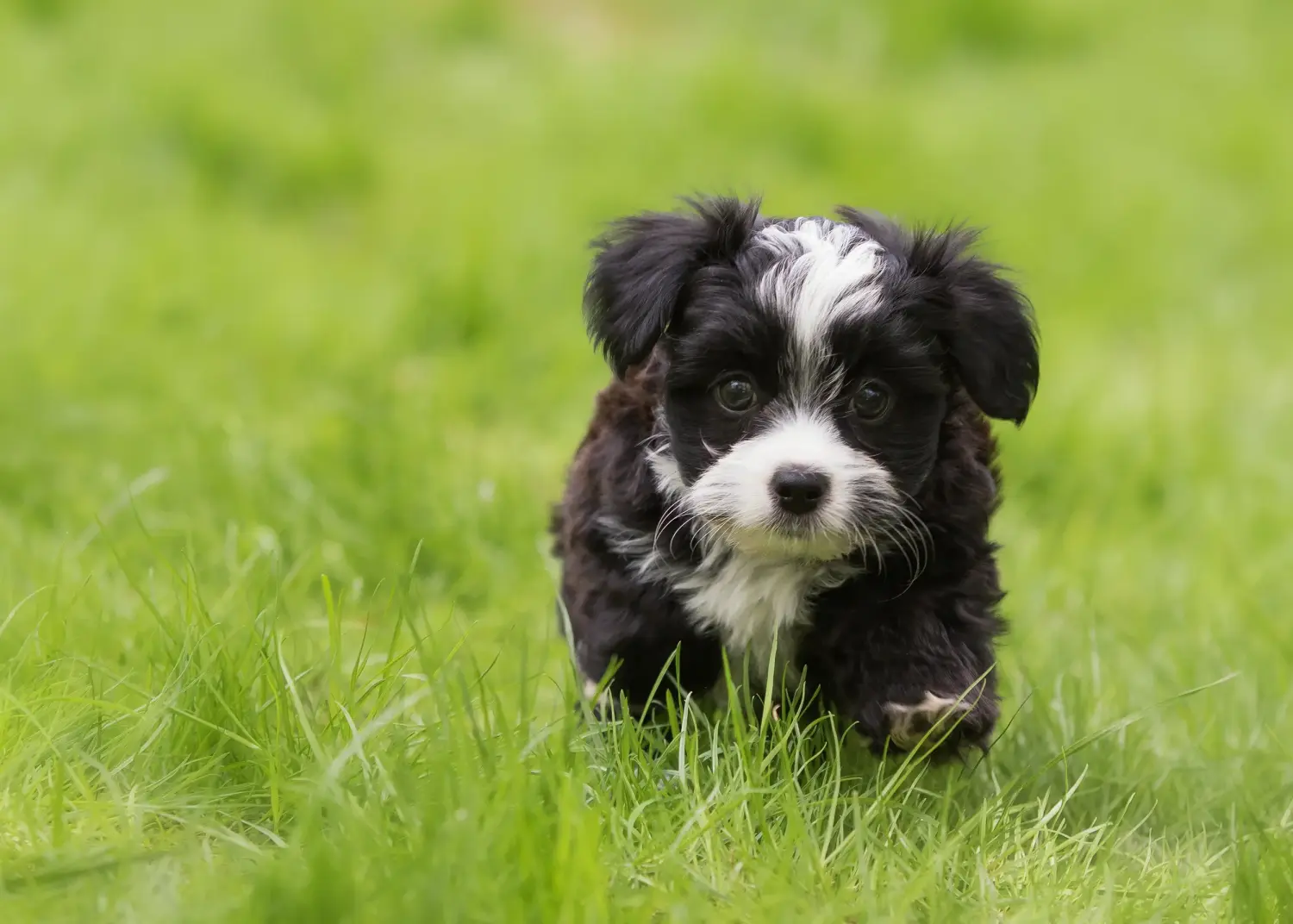 Buying a Havanese puppy means taking responsibility! Buy Havanese puppies.
