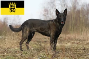 Read more about the article Hollandse Herdershond breeders and puppies in Baden-Württemberg