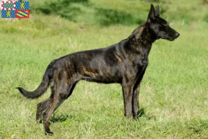Read more about the article Hollandse Herdershond breeders and puppies in Bourgogne-Franche-Comté