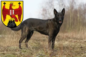Read more about the article Hollandse Herdershond breeders and puppies in Burgenland