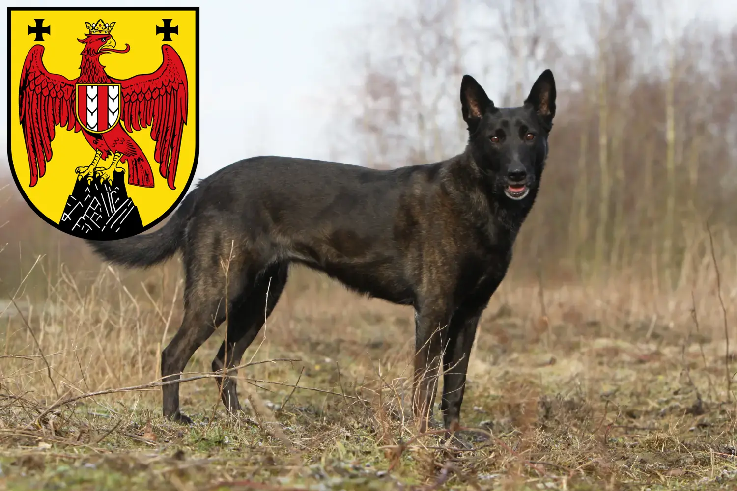 Hollandse Herdershond puppies and breeders Burgenland Here you can find Dutch Herdershonden breeders im Burgenland.