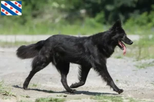 Read more about the article Hollandse Herdershond breeders and puppies in Friesland