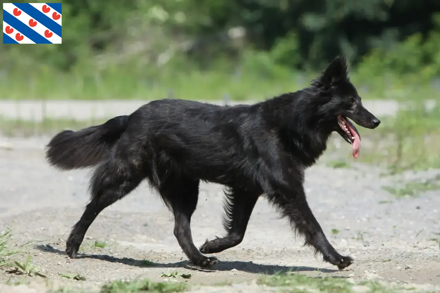 Read more about the article Hollandse Herdershond breeders and puppies in Friesland