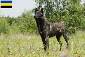 Read more about the article Hollandse Herdershond breeders and puppies in Gelderland