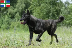 Read more about the article Hollandse Herdershond breeders and puppies in Groningen