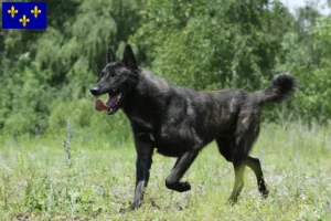 Read more about the article Hollandse Herdershond breeders and puppies in Île-de-France