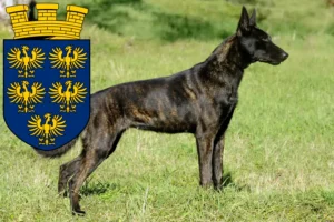 Read more about the article Hollandse Herdershond breeders and puppies in Lower Austria