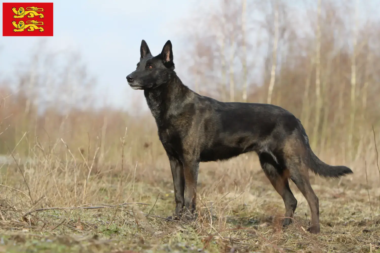 Hollandse Herdershond puppies and breeders Normandy Here you can find Hollandse Herdershonden breeders in Normandy.