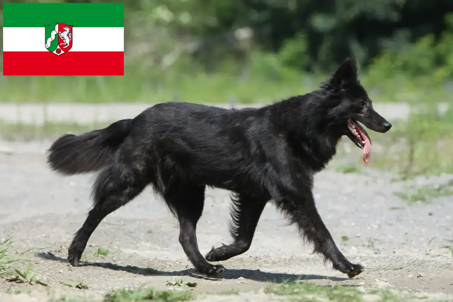 Hollandse Herdershond puppies and breeders North Rhine-Westphalia Here you can find Hollandse Herdershonden breeders in North Rhine-Westphalia.