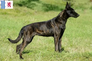 Read more about the article Hollandse Herdershond breeders and puppies in Nouvelle-Aquitaine