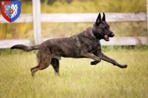 Read more about the article Hollandse Herdershond breeders and puppies in Pays de la Loire