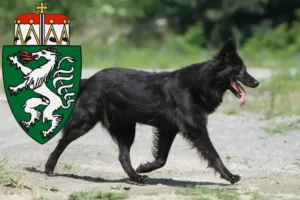 Read more about the article Hollandse Herdershond breeders and puppies in Styria
