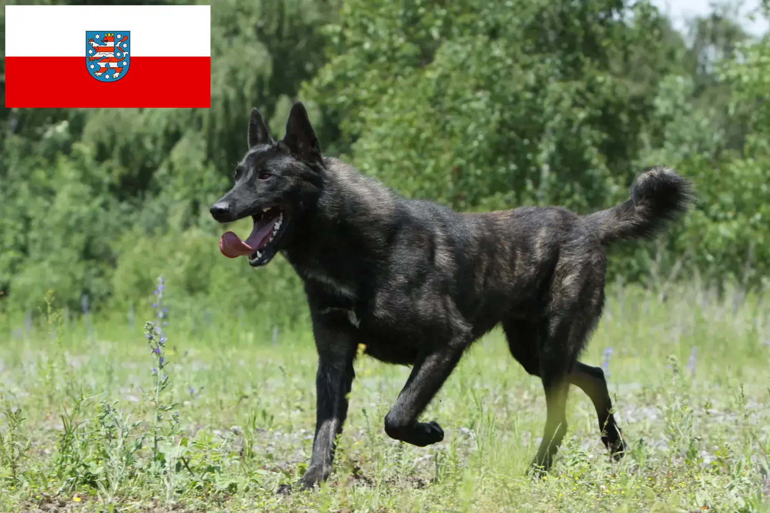 Hollandse Herdershond puppies and breeders Thuringia Here you can find Dutch Herdershonden breeders in Thuringia.
