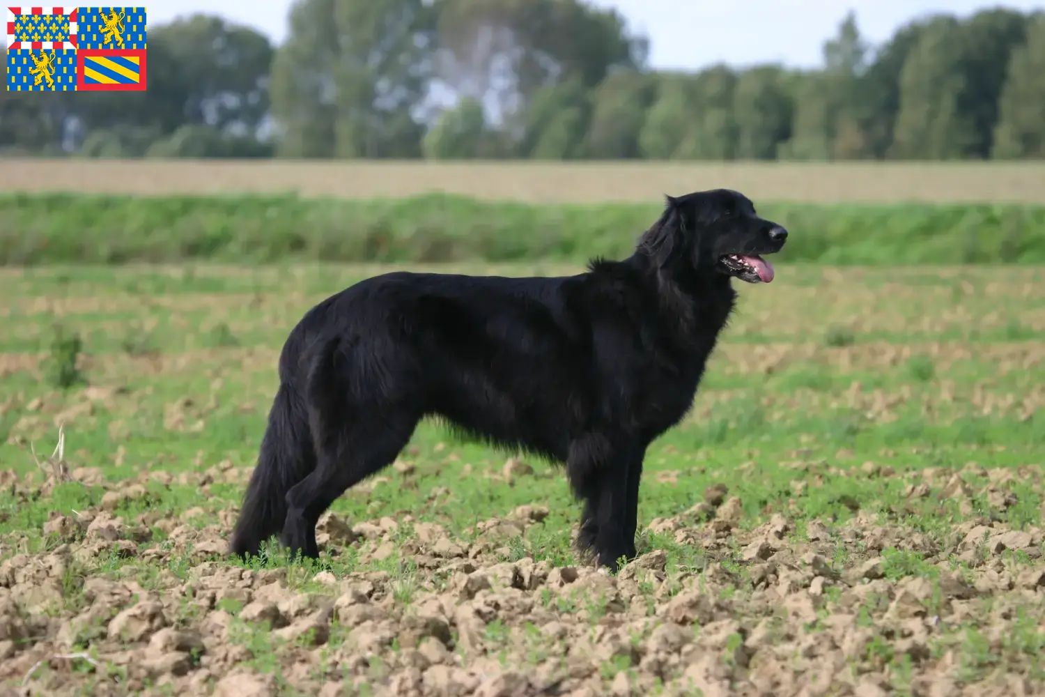 Hovawart puppies and breeders Bourgogne-Franche-Comté Here you can find Hovawarts breeders in Bourgogne-Franche-Comté.