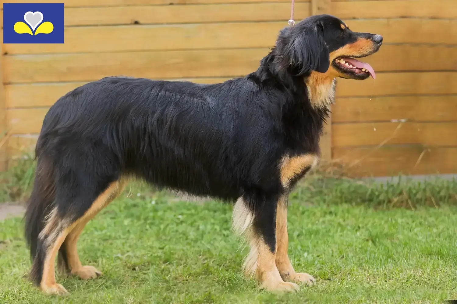 Hovawart puppies and breeders Brussels-Capital Region Find Hovawarts breeders in Brussels-Capital Region.