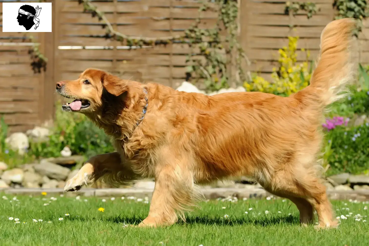 Read more about the article Hovawart breeders and puppies in Corsica