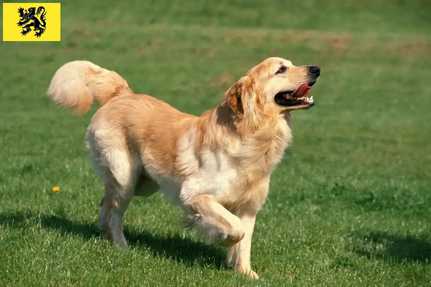 Hovawart puppies and breeders Flanders Here you can find Hovawarts breeders in Flanders.
