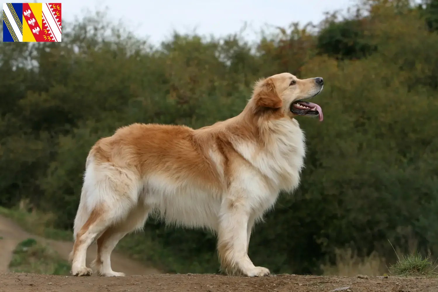 Hovawart puppies and breeder Grand Est Find Hovawarts breeders in Grand Est.