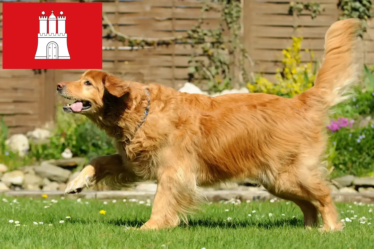 Hovawart puppies and breeders Hamburg Here you can find Hovawarts breeders in Hamburg.