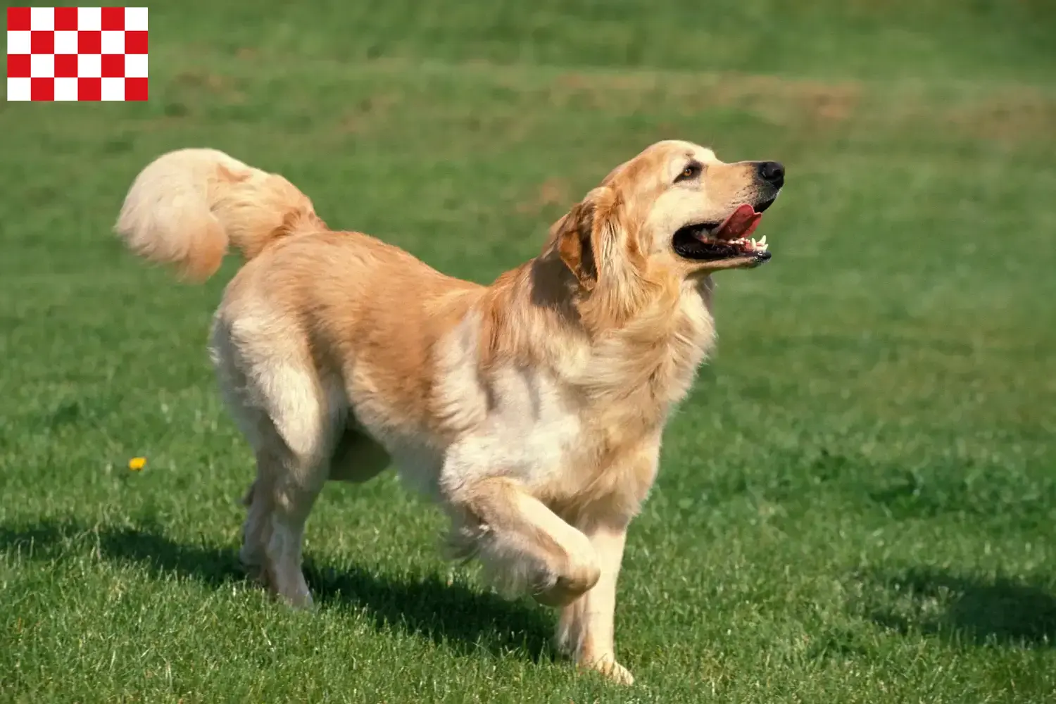 Hovawart puppies and breeders North Brabant Here you can find Hovawarts breeders in North Brabant.