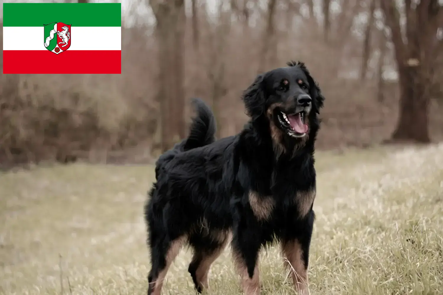 Hovawart puppies and breeders North Rhine-Westphalia Here you can find Hovawarts breeders in North Rhine-Westphalia.