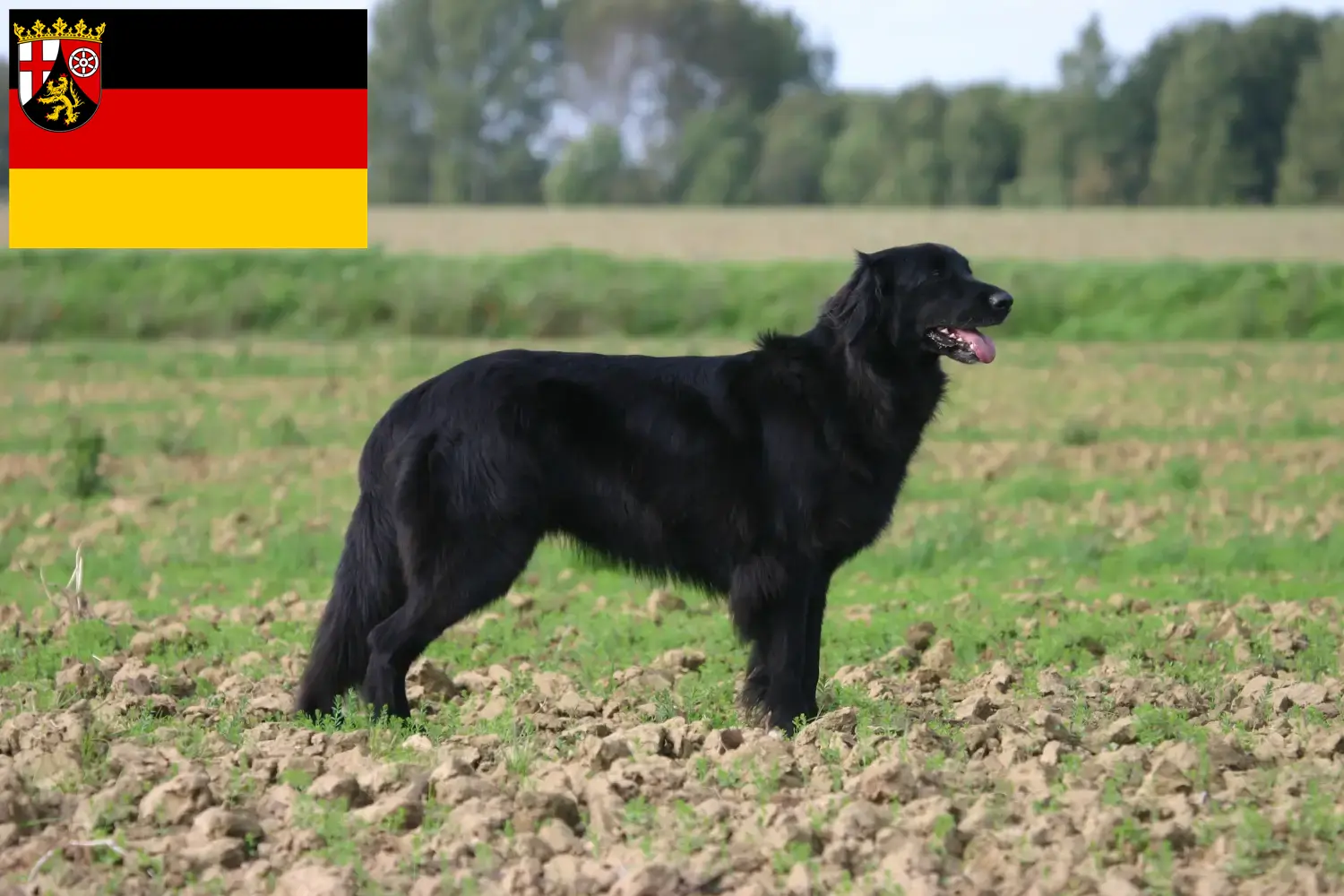 Hovawart puppies and breeders Rhineland-Palatinate Here you can find Hovawarts breeders in Rhineland-Palatinate.