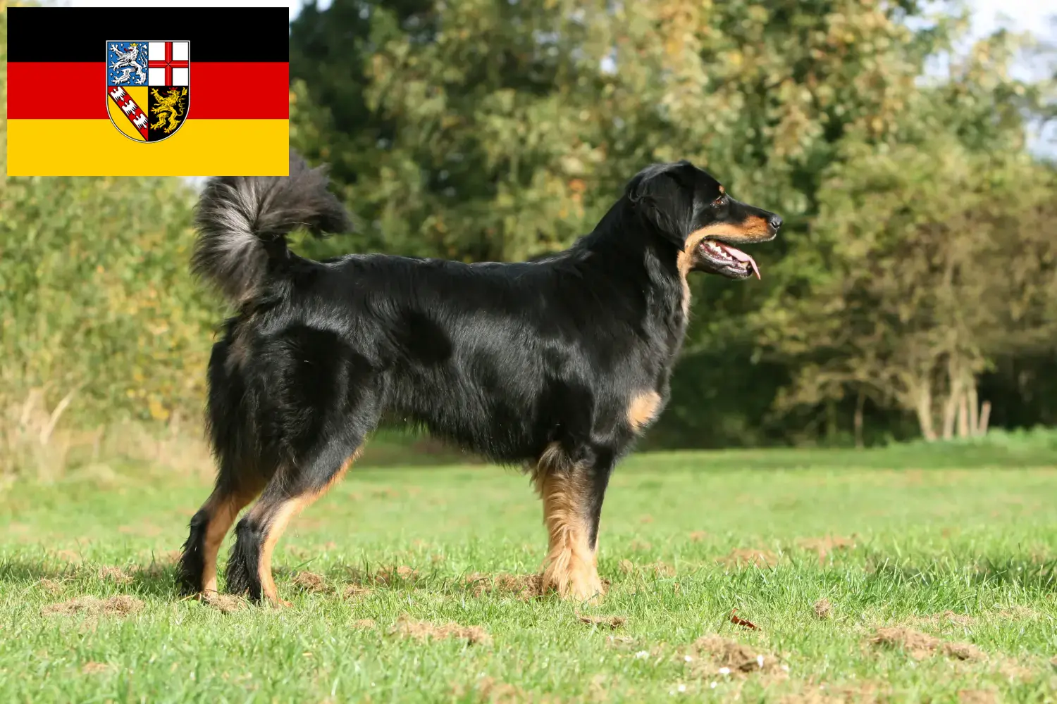 Hovawart puppies and breeders Saarland Here you can find Hovawarts breeders im Saarland.