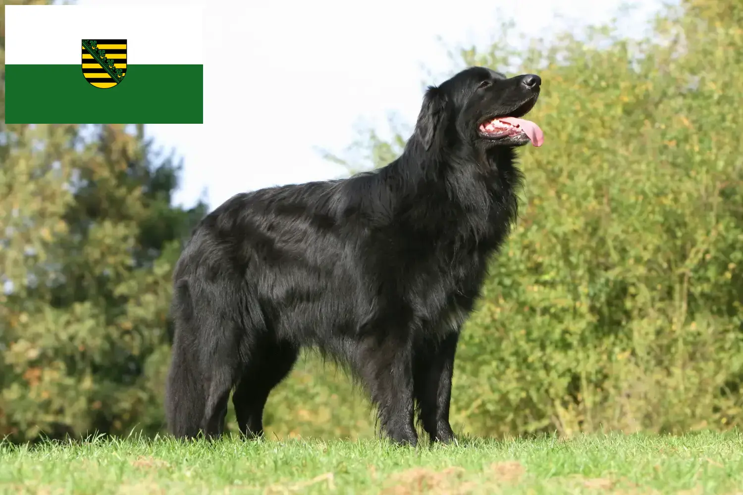 Hovawart puppies and breeders Saxony Here you can find Hovawarts breeders in Saxony.