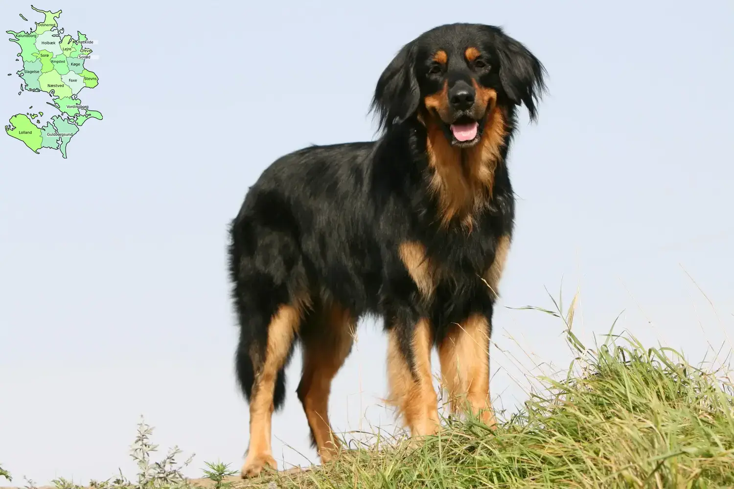 Hovawart puppies and breeders Sjælland Here you can find Hovawarts breeders in Sjælland.