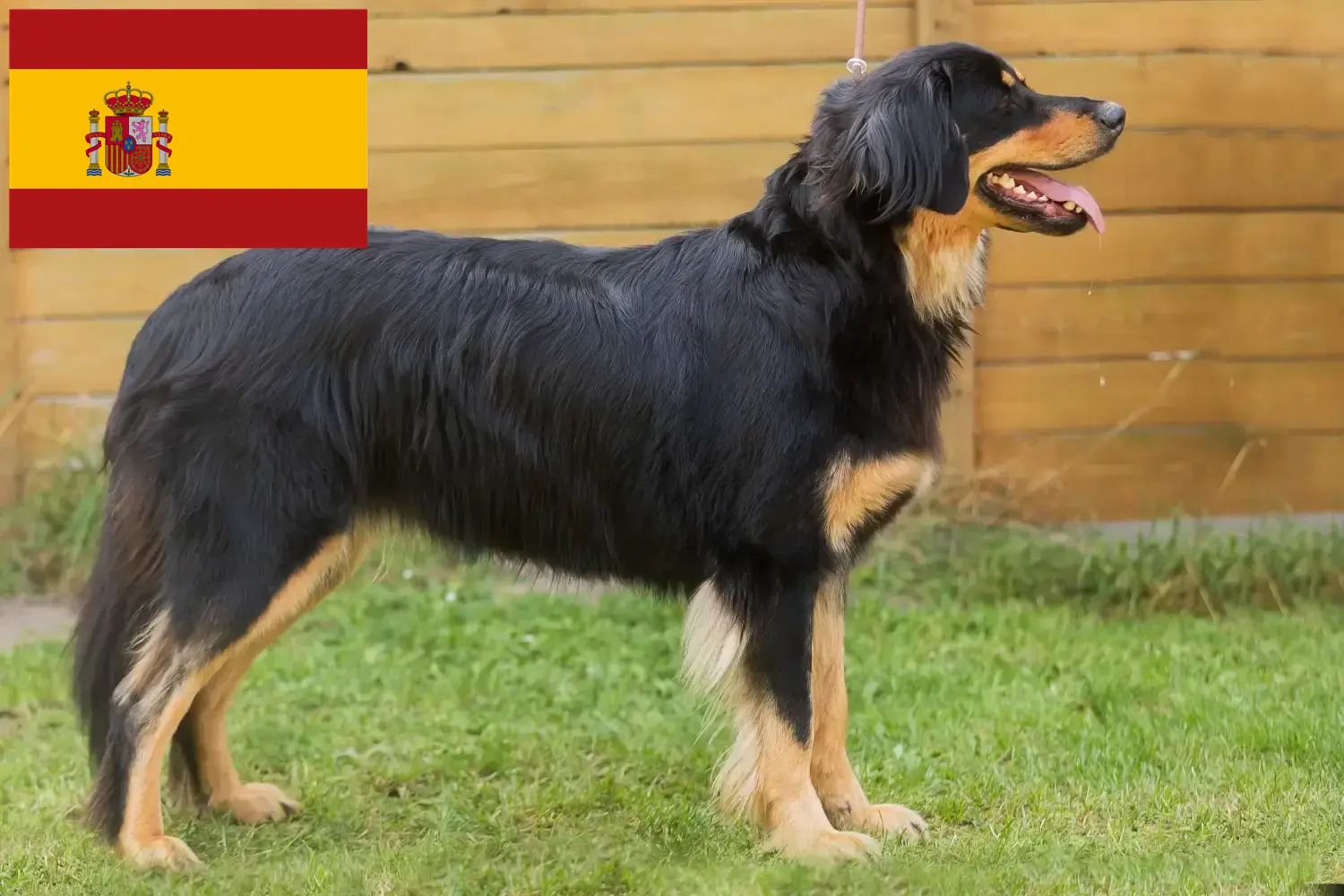 Hovawart puppies and breeders Spain Here you can find Hovawarts breeders in Spain.