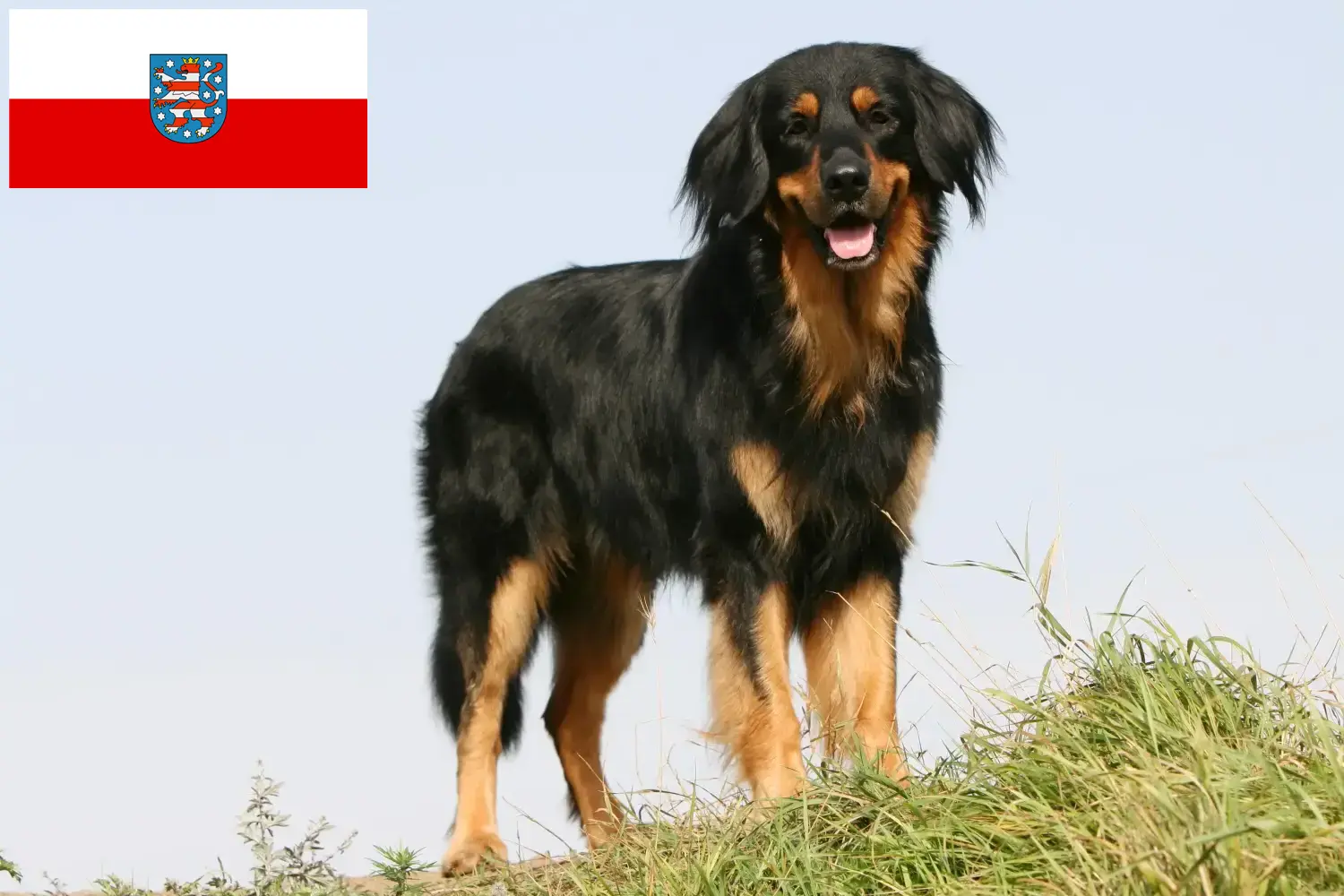 Hovawart puppies and breeders Thuringia Here you can find Hovawarts breeders in Thuringia.