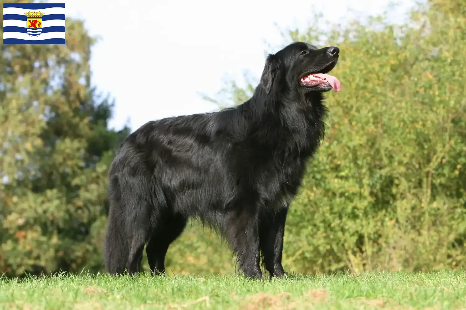 Hovawart puppies and breeders Zeeland Here you can find Hovawarts breeders in Zeeland.