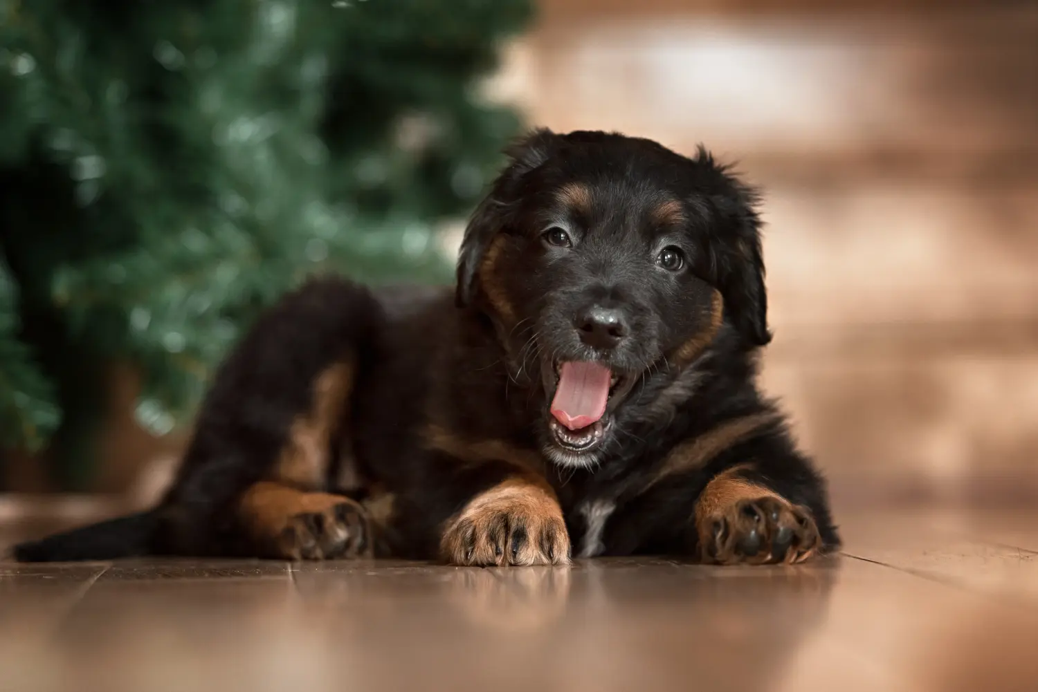 Buying a Hovawart puppy means taking responsibility! Buy Hovawart puppies.
