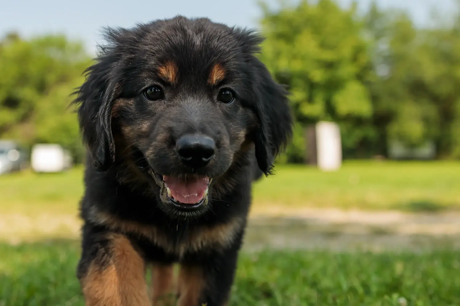 Buying a Hovawart puppy means taking responsibility! Buy Hovawart puppies.