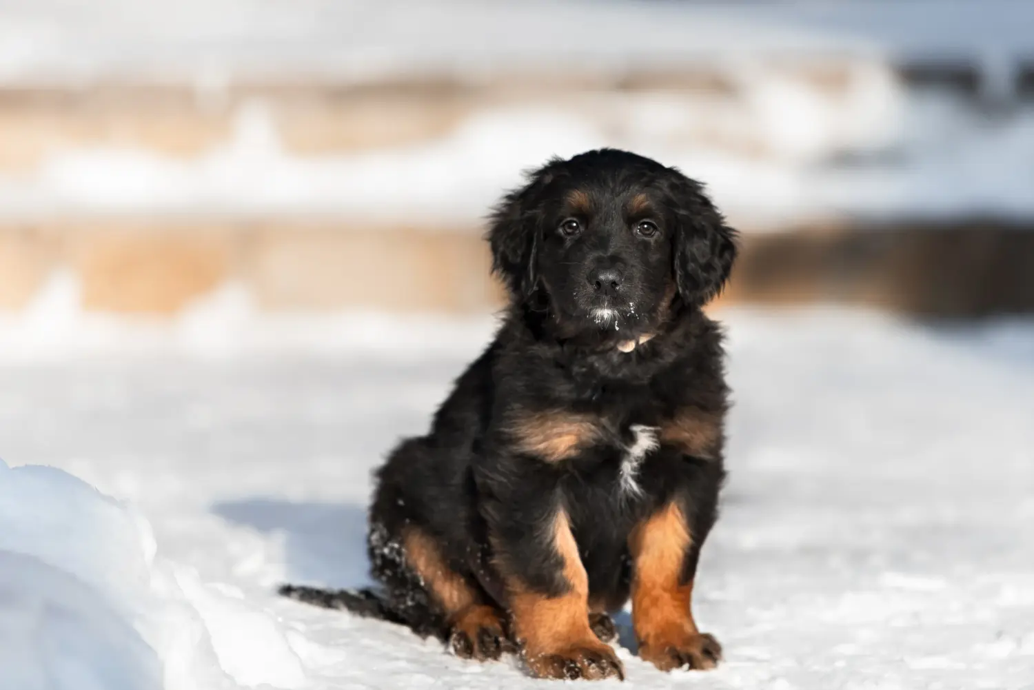 Buying a Hovawart puppy means taking responsibility! Buy Hovawart puppies.