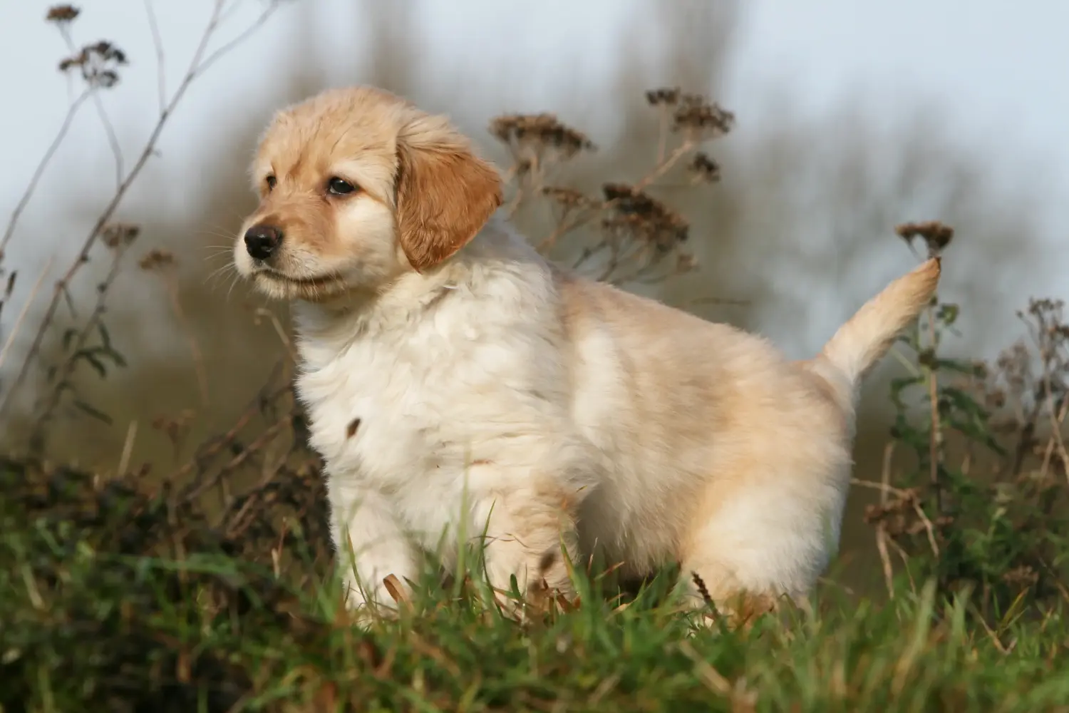 Buying a Hovawart puppy means taking responsibility! Buy Hovawart puppies.