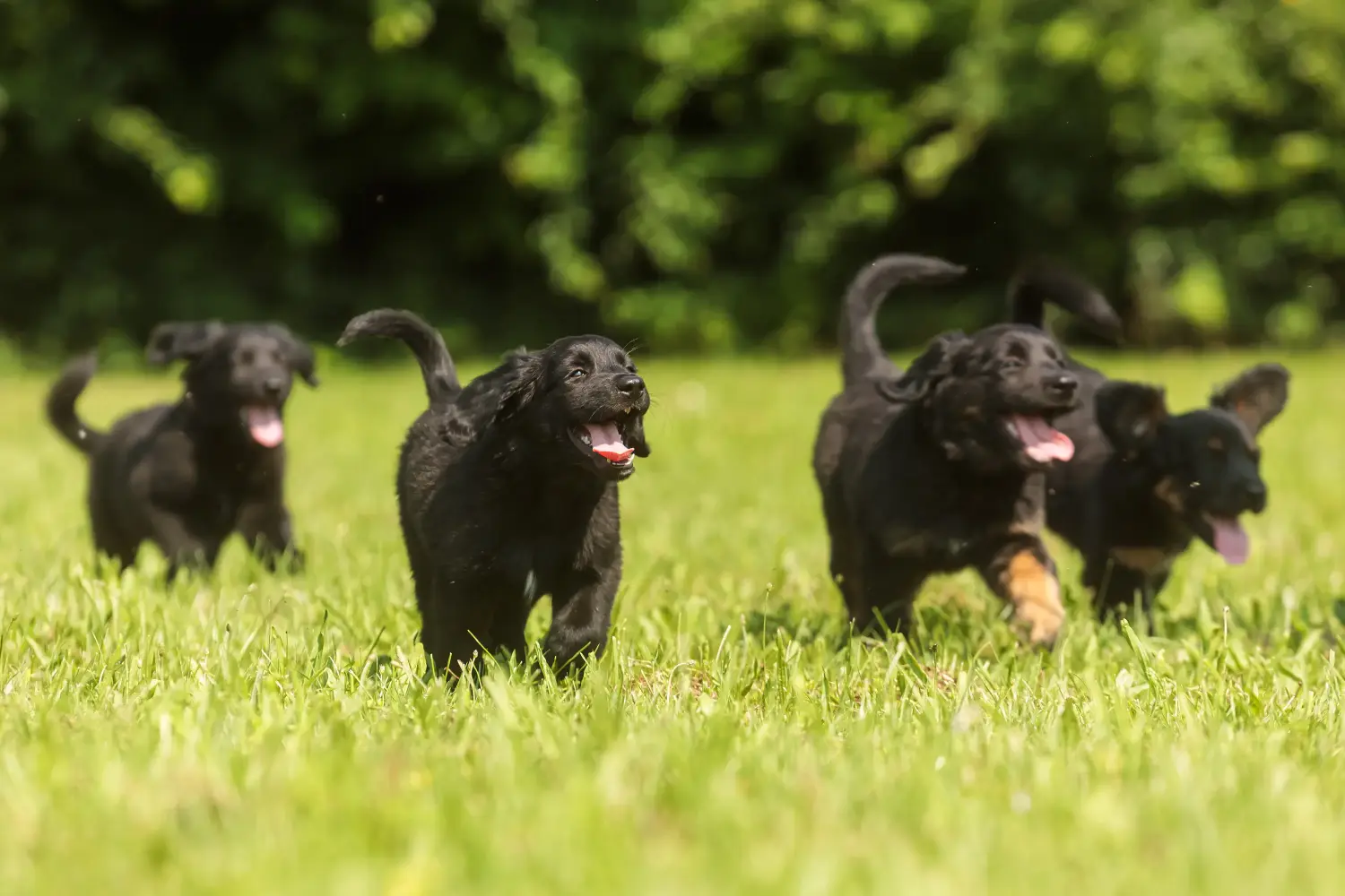 Buying a Hovawart puppy means taking responsibility! Buy Hovawart puppies.