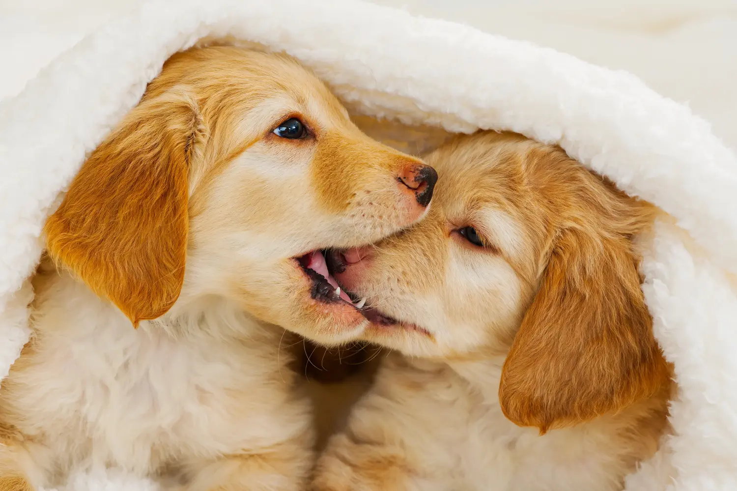 Buying a Hovawart puppy means taking responsibility! Buy Hovawart puppies.