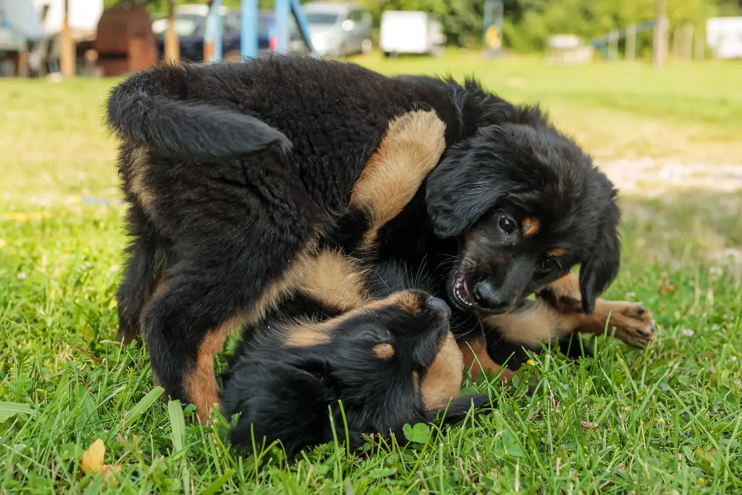Buying a Hovawart puppy means taking responsibility! Buy Hovawart puppies.