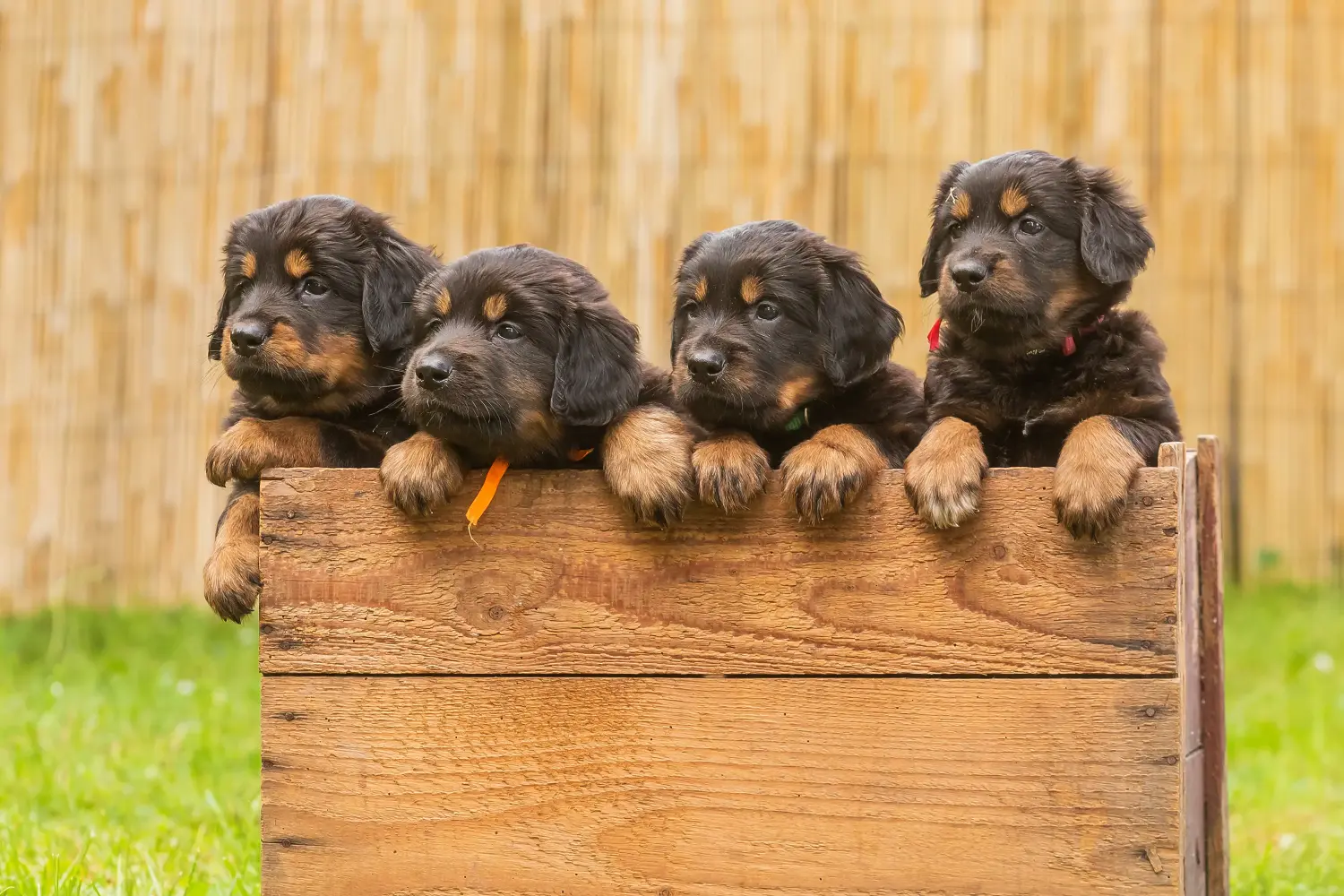 Buying a Hovawart puppy means taking responsibility! Buy Hovawart puppies.