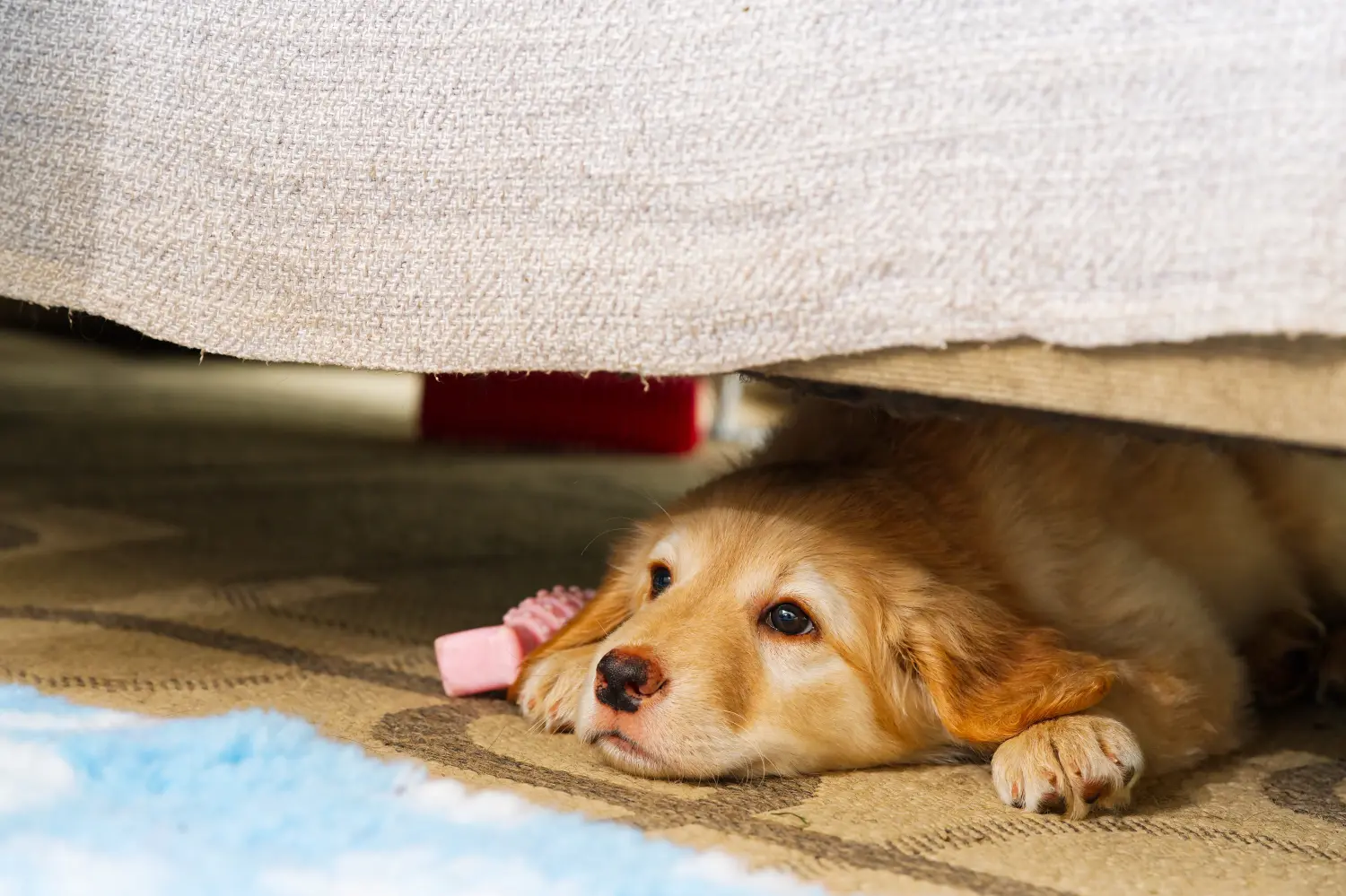 Buying a Hovawart puppy means taking responsibility! Buy Hovawart puppies.