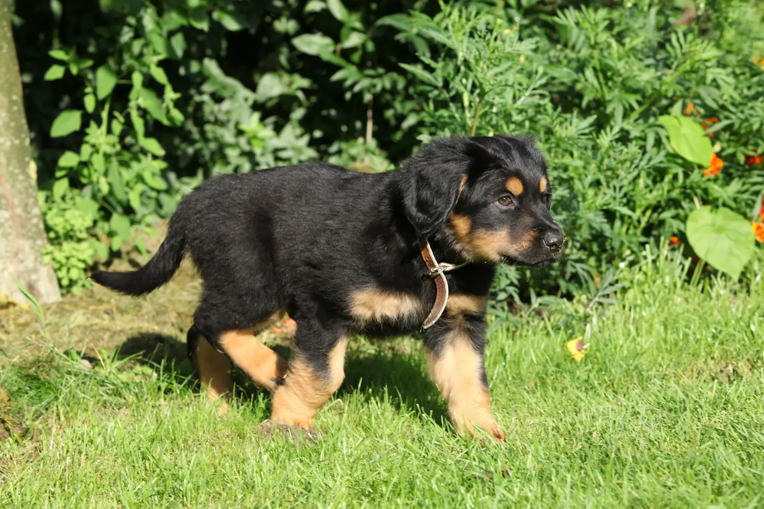 Buying a Hovawart puppy means taking responsibility! Buy Hovawart puppies.