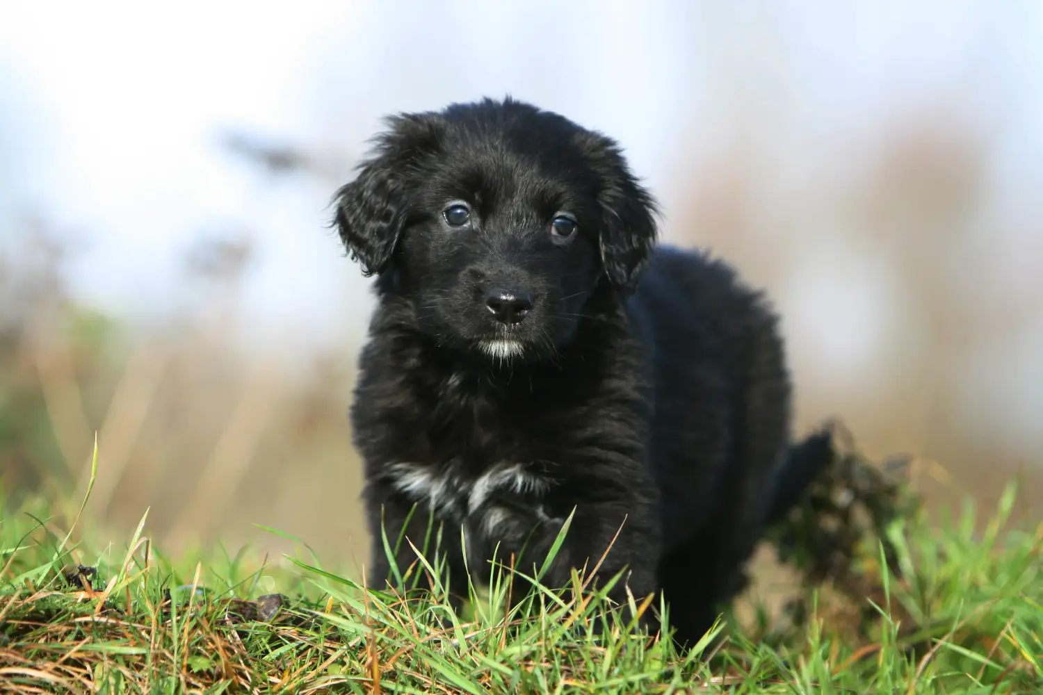 Buying a Hovawart puppy means taking responsibility! Buy Hovawart puppies.