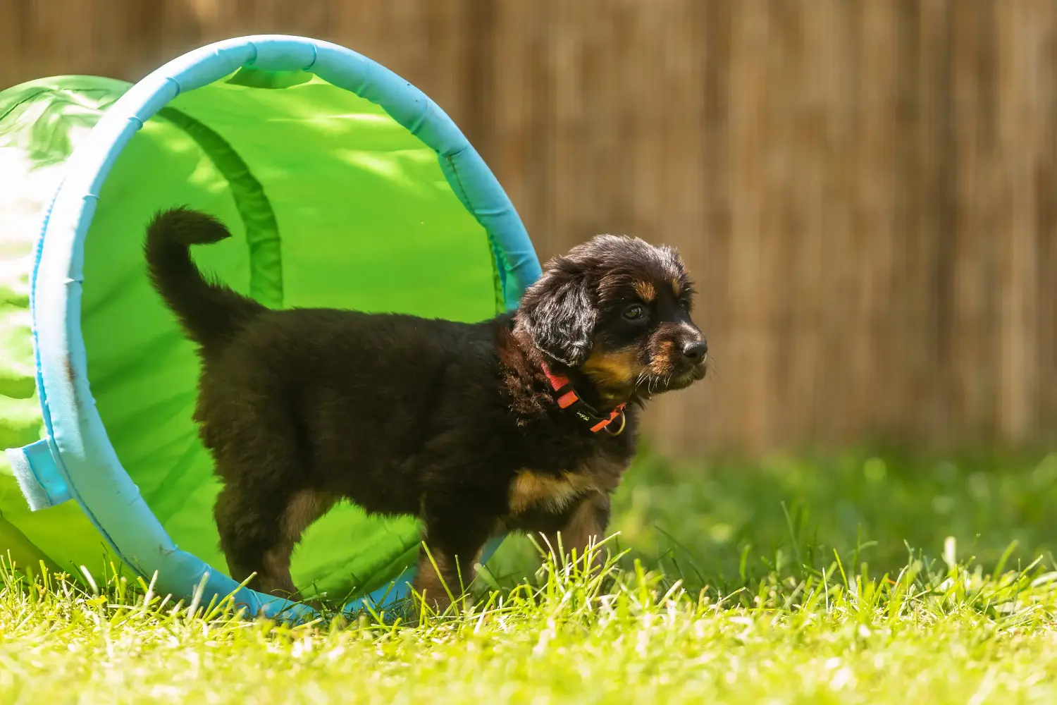 Buying a Hovawart puppy means taking responsibility! Buy Hovawart puppies.
