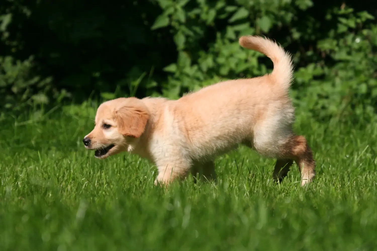 Buying a Hovawart puppy means taking responsibility! Buy Hovawart puppies.