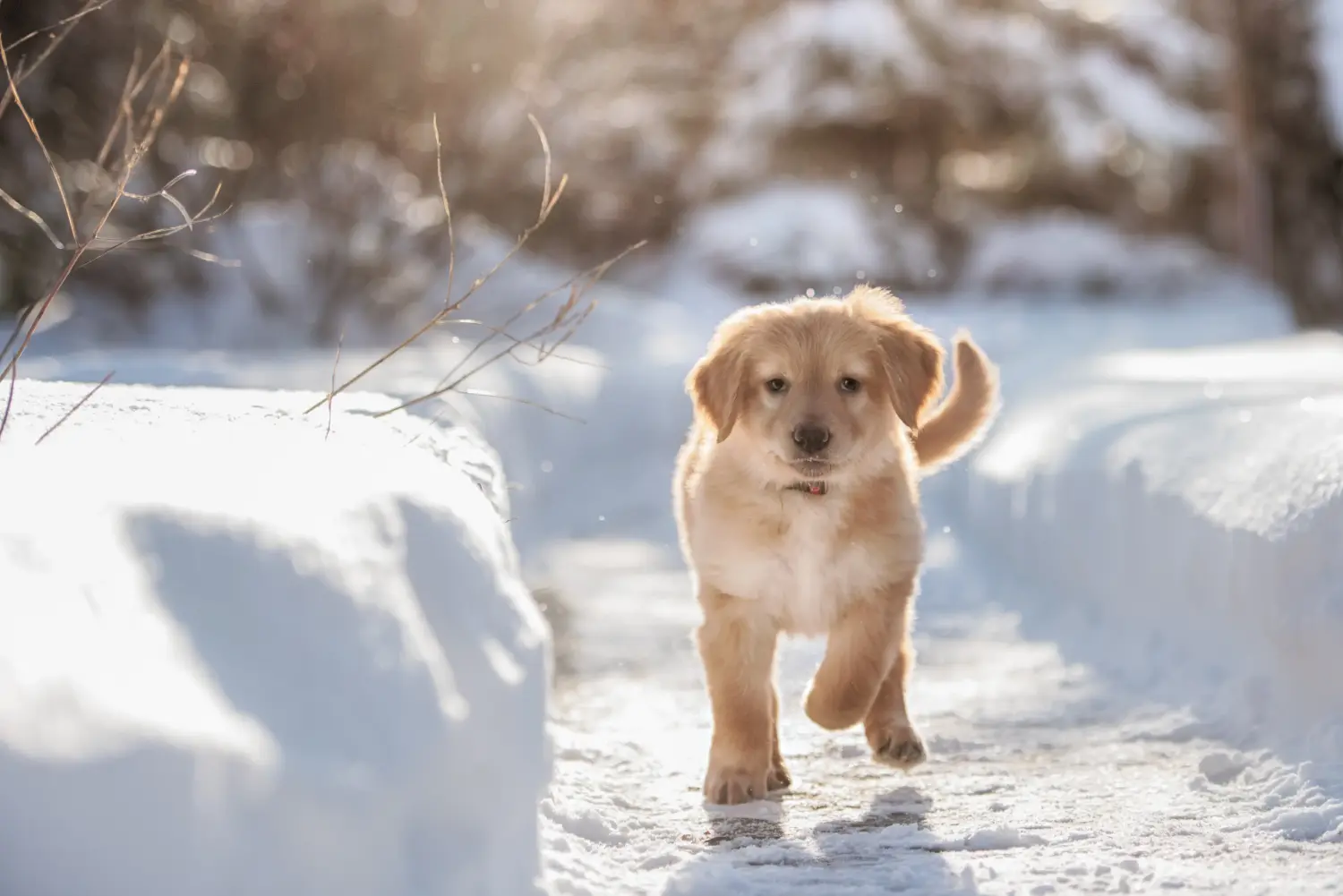 Buying a Hovawart puppy means taking responsibility! Buy Hovawart puppies.