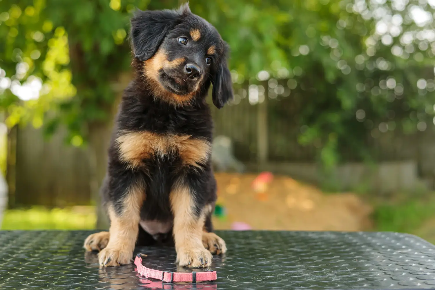 Buying a Hovawart puppy means taking responsibility! Buy Hovawart puppies.