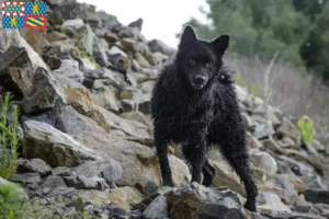 Read more about the article Hrvatski ovčar breeders and puppies in Bourgogne-Franche-Comté